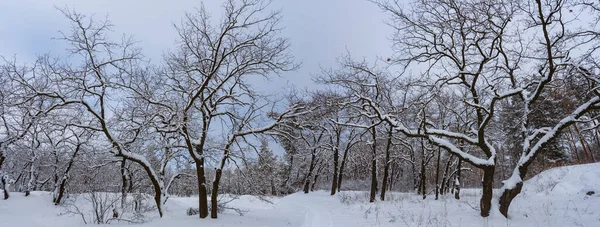 Vinterskog Täckt Snö Den Lugna Dimmiga Dagen — Stockfoto