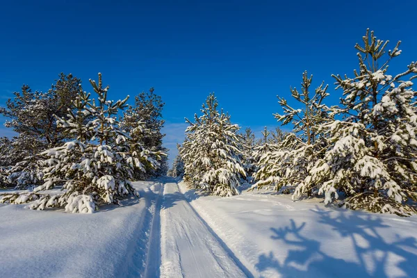 Зимний Снежный Сосновый Лес Покрытый Снегом — стоковое фото