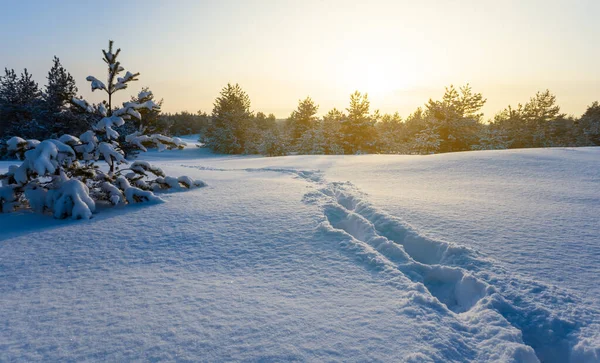 Winter Snowbound Pine Forest Light Evening Sun — Stock Photo, Image