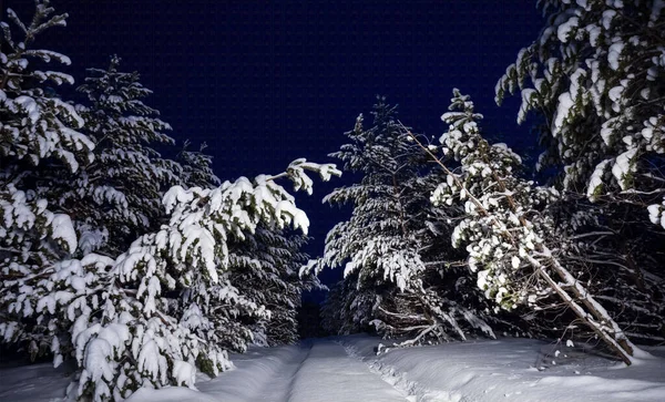 Winter Besneeuwd Dennenbos Nachts — Stockfoto