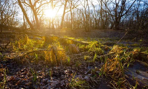 Tranquilla Radura Della Foresta Autunnale Tramonto — Foto Stock