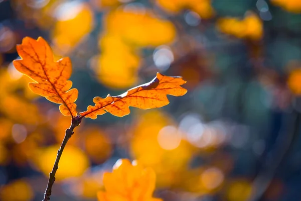 Nahaufnahme Roter Trockener Eichenzweig Einem Wald Herbstlicher Natürlicher Hintergrund — Stockfoto