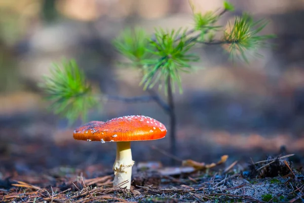 Närbild Röd Fluga Agarisk Svamp Skog Vacker Utomhus Bakgrund — Stockfoto