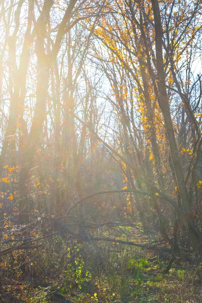 Lugn Höst Skog Glänta Vid Solnedgången Naturlig Ljus Scen — Stockfoto