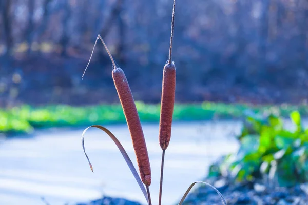 森林湖底的特写芦苇茎 — 图库照片