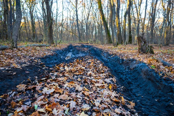 Dirty Ground Road Autumn Forest — Stock Photo, Image