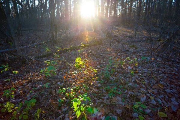 Tyst Höst Skog Glänta Vid Solnedgången — Stockfoto