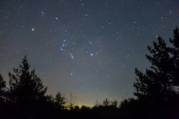 Созвездие Ориона Ночном Небе Над Лесным Силуэтом Ночной Открытый Фон — стоковое фото