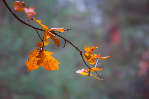 Nahaufnahme Roter Trockener Eichenzweig Einem Wald Herbstlicher Natürlicher Hintergrund — Stockfoto