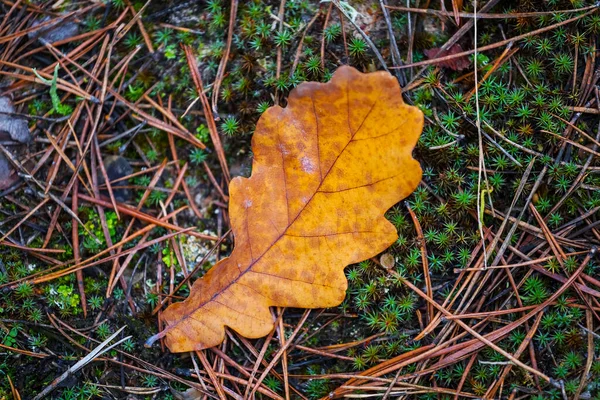 Närbild Röd Torr Löv Mark — Stockfoto