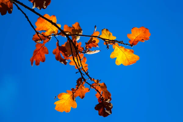 Red Dry Oak Tree Branch Blue Sky Background — Stock Photo, Image