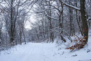 rural road through the winter forest in a snow, natural countryside background