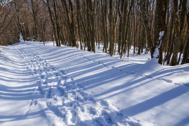rural road through the winter forest with long shadows in a snow, natural countryside background