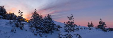 pine forest in a snow at the dramatic sunset