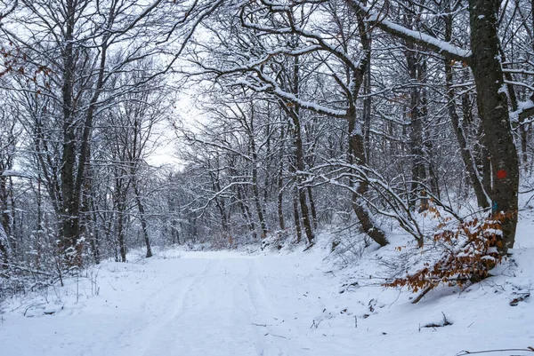 Camino Rural Través Del Bosque Invierno Una Nieve Paisaje Natural — Foto de Stock
