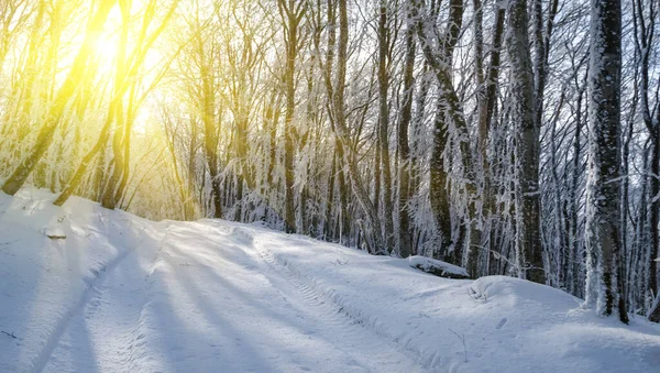 Landsbygd Väg Den Snöbundna Skogen Ett Ljus Sol Vinter Utomhus — Stockfoto