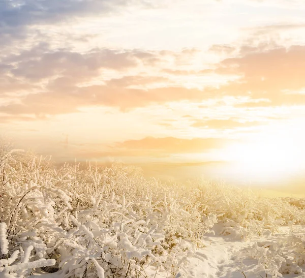 Winter Snowbound Forest Light Early Morning Sun Natural Outdoor Background — Stock Photo, Image