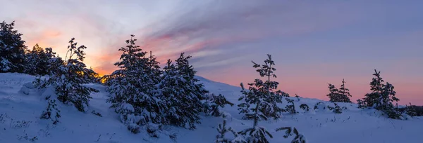 Floresta Pinheiro Uma Neve Pôr Sol Dramático — Fotografia de Stock