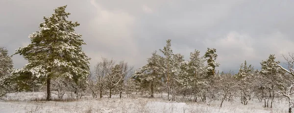 Tall Skog Snö Vinter Utomhus Bakgrund — Stockfoto