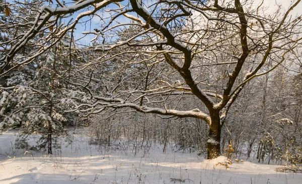 Floresta Inverno Uma Neve Fundo Estação Natural — Fotografia de Stock