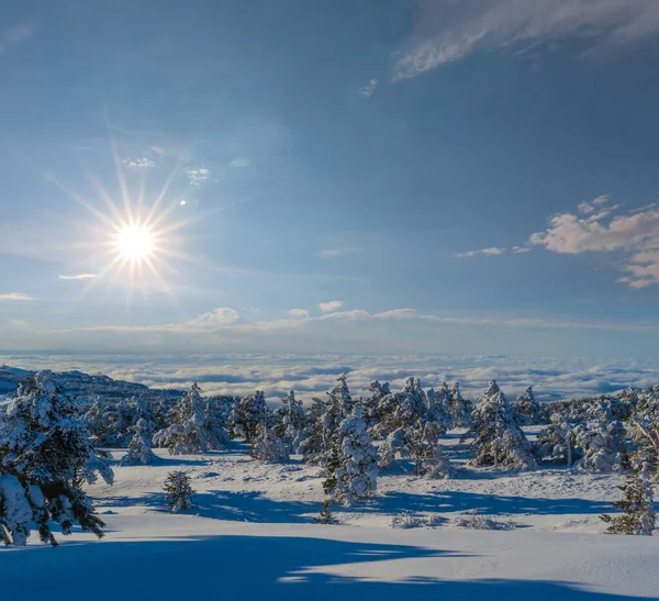 Invierno Bosque Cubierto Nieve Bajo Sol Brillante —  Fotos de Stock