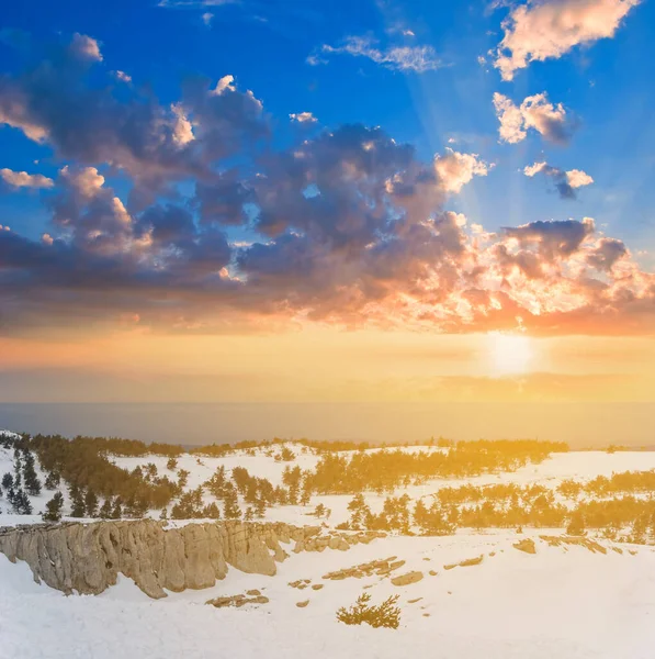 Winter Snowbound Pine Forest Sunset — Stock Photo, Image