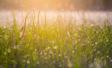 Sabah güneşinin ışığında suyla kaplanmış yeşil çimenler.