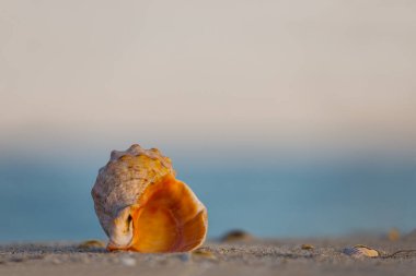 Kapalı deniz kabuğu kumlu deniz sahilinde uzanıyor.