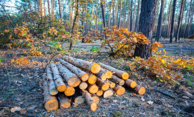 Ormanda bir çam ağacı gövdesi yığını var.