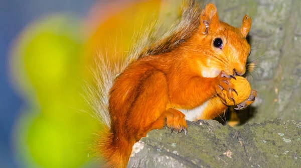 Closeup Red Squirrel Gnaw Nut Tree — Stock Photo, Image