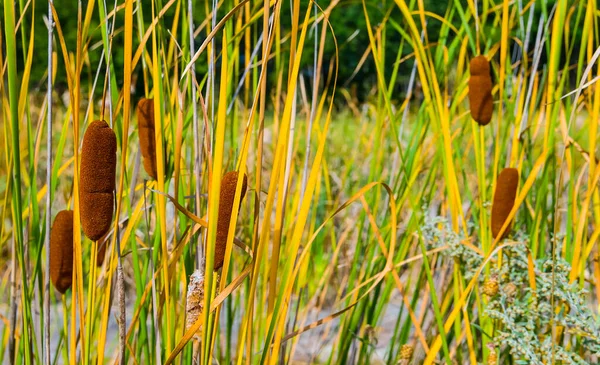 Nahaufnahme Schilfbusch Sumpf Natürlicher Outdoor Hintergrund — Stockfoto