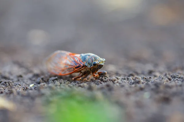 Closeup Huge Cicada Sit Ground — Stock Photo, Image