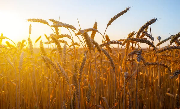 Крупный План Летнего Пшеничного Поля Свете Вечернего Солнца Летний Сельскохозяйственный — стоковое фото