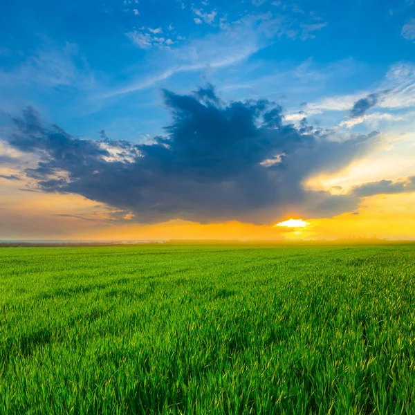 Green Rural Fieldat Dramatic Sunset Agricultural Background — Stock Photo, Image