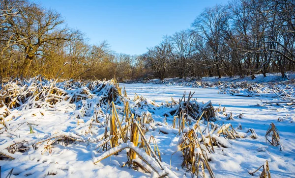 Winter Forest Glade Covered Snow — Stock Photo, Image