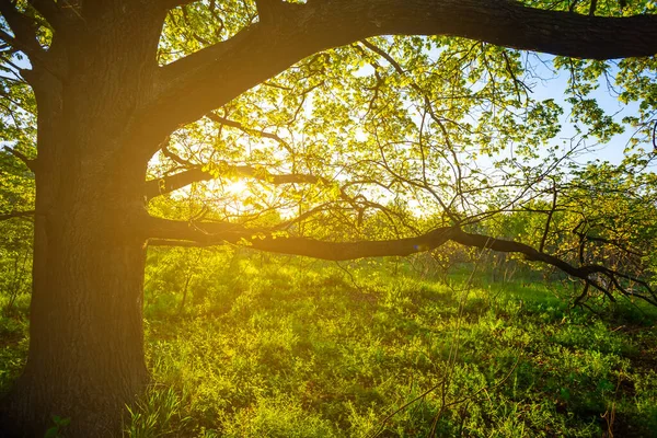 Close Eik Boom Het Bos Glade Bij Zonsondergang — Stockfoto