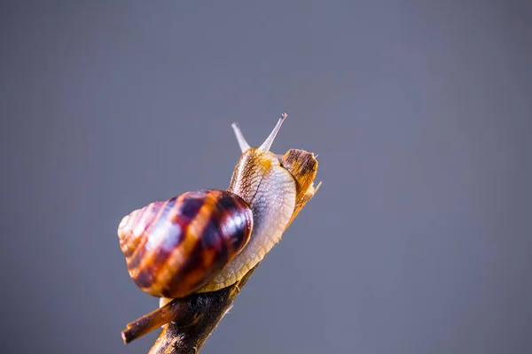 Caracol Uva Una Rama Árbol — Foto de Stock