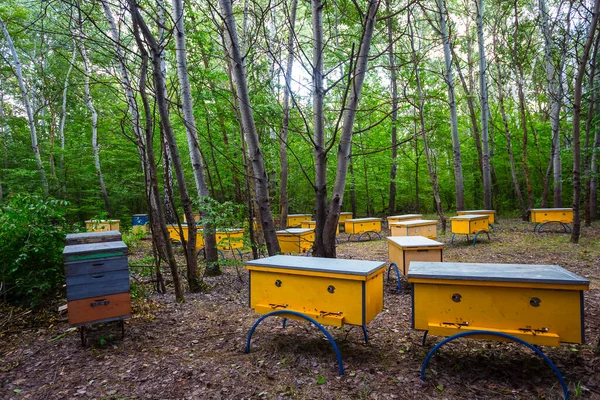 Apiary Beehive Forest Agricultural Countryside Scene — Stock Photo, Image