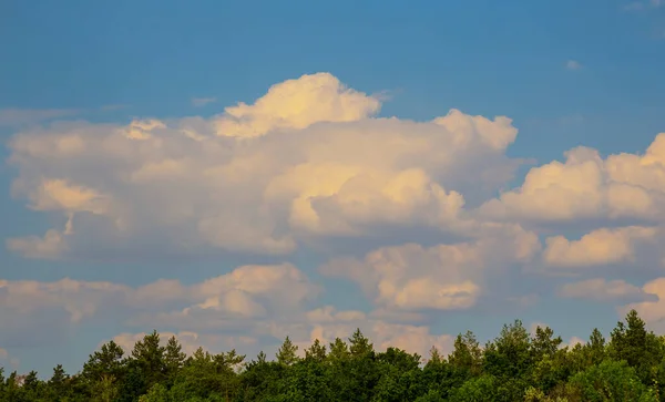 Awan Cumulus Padat Terbang Atas Hutan Pinus Hijau — Stok Foto