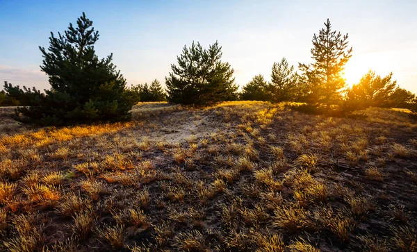 劇的な夕日の美しい広い夏の草原 — ストック写真