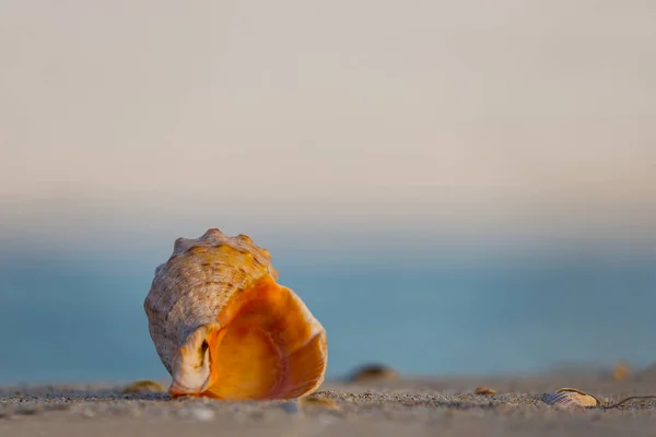 Närbild Tomt Marint Skal Ligger Sandstrand — Stockfoto