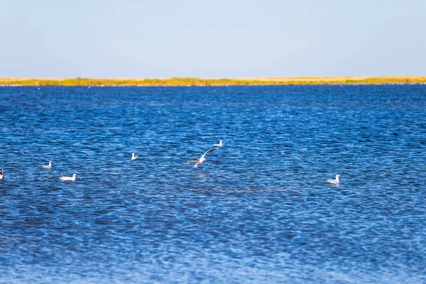 Crowd Seagull Swim Lake Summer Outdoor Scene — Stock Photo, Image