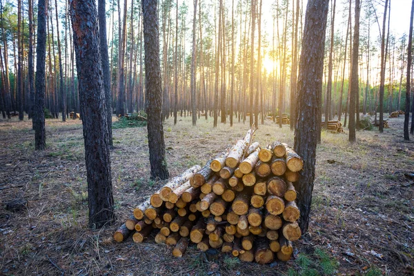 Крупный План Куча Ствола Сосны Лежат Лесу Закате — стоковое фото