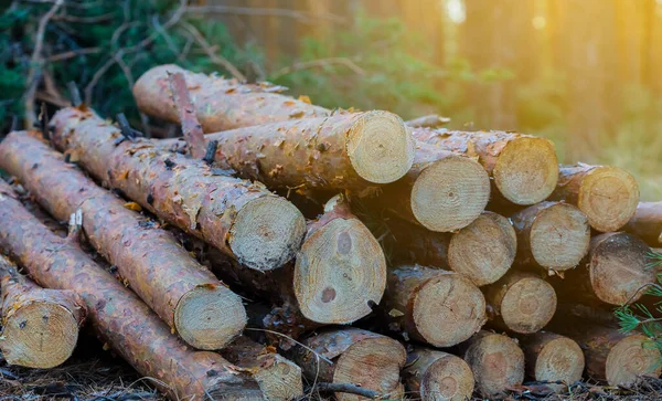 Closeup Heap Pine Tree Trunk Lie Forest — Stock Photo, Image