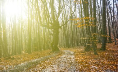 Güneş ışığında kırmızı kuru yaprakları olan sonbahar ormanı, güzel seyahat arka planı.