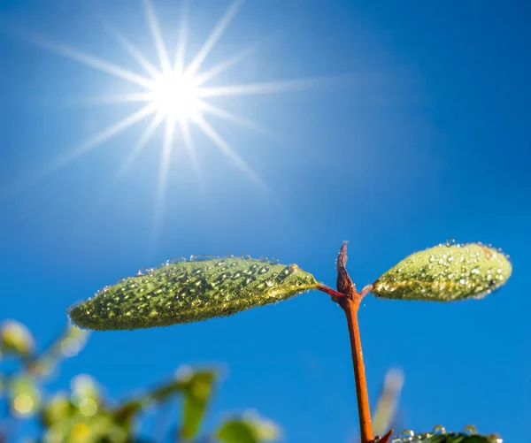 Closeup Tree Branch Leaves Water Drops Sparkle Sun Background Good — Stock Photo, Image