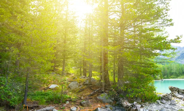 Gran Träd Skog Nära Den Lilla Sjön Ett Ljus Sol — Stockfoto