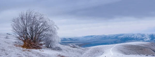 Winter Schneegebundene Bergplateau Mit Allein Baum Unter Einem Dichten Bewölkten — Stockfoto