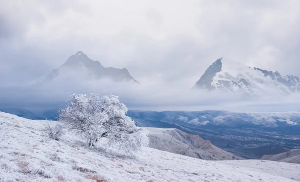Inverno Pendio Montagna Innevato Con Albero Solo Sotto Cielo Nuvoloso — Foto Stock