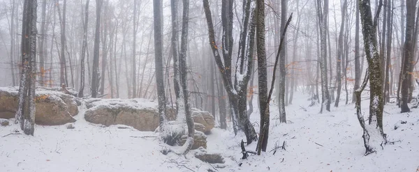 Bok Skog Snö Vinter Utomhus Bakgrund — Stockfoto